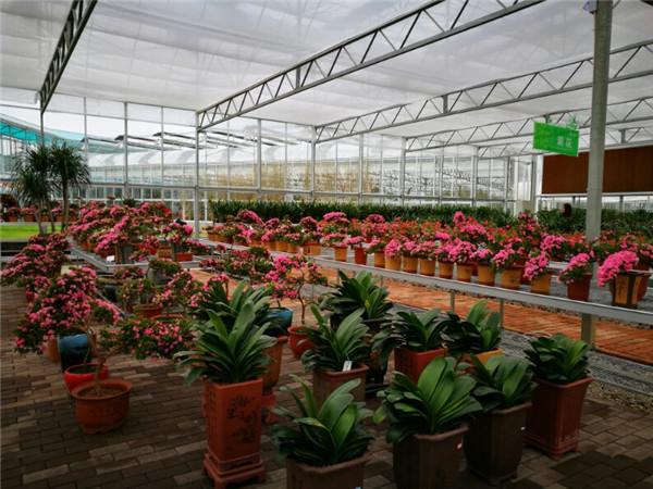 长沙迎春花市即将开市 到场扫码获免费花卉