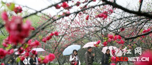 3月底到4月底推荐理由:桃花源每年的3月28日举办桃花节,3月桃花盛开时