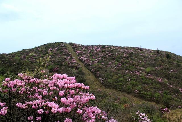 2018炎陵杜鹃花节开幕 迎来近5000名游客踏青赏花