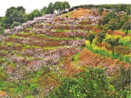 暖春三月 岳阳西塘浪漫桃花等你来赏