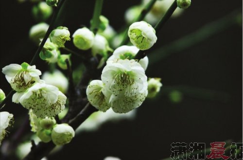 冬末赏梅地图+长沙这些地方暗香浮动