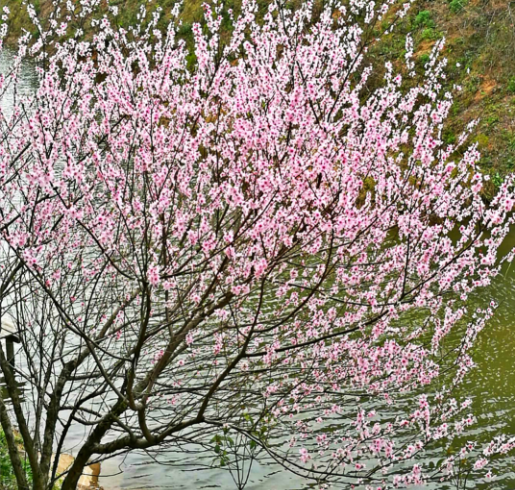 暖春三月 岳阳西塘浪漫桃花等你来赏