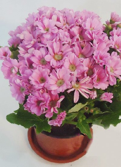 多变双子座家居装修 招来财运增运气(组图)