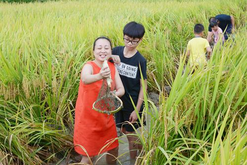 郴州市北湖区瑶乡丰收节 游客脱鞋下田摸鱼