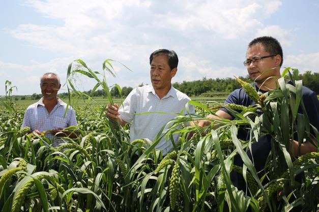 沁州黄小米集团:打响小米品牌 打造米通天下