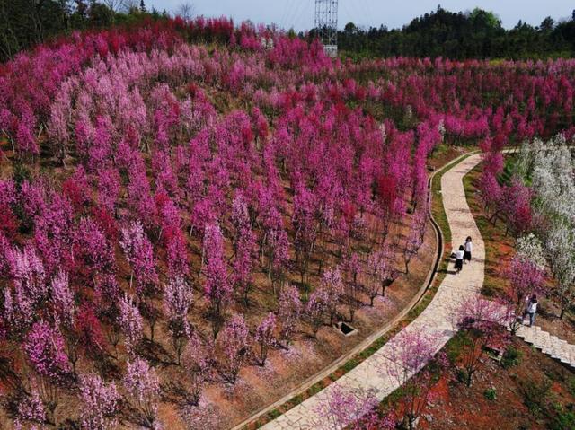 来桃花源看万亩桃林 各类桃花尽在常德世界桃林博览园