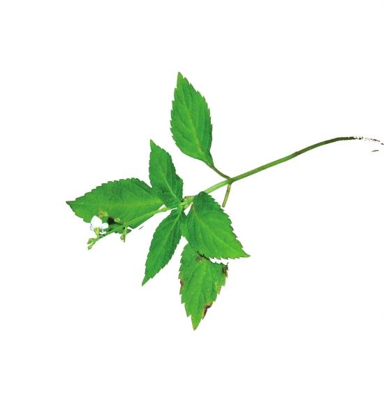 失百年喜雨草重现湖南 最初于1918年在武冈发