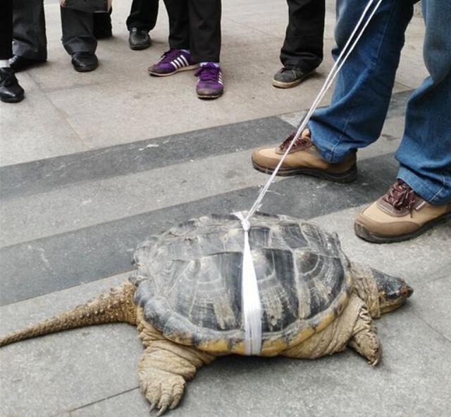 男子街头卖巨型龟叫价三千余元 实为美洲鳄龟