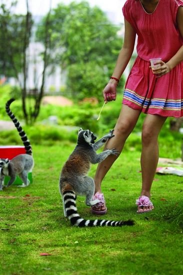 长沙生态动物园猩猩嚼上槟榔 工作人员蹲守戒