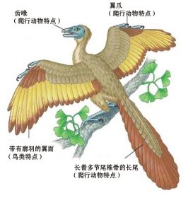首批数百件化石展品抵达长沙 始祖鸟化石13日
