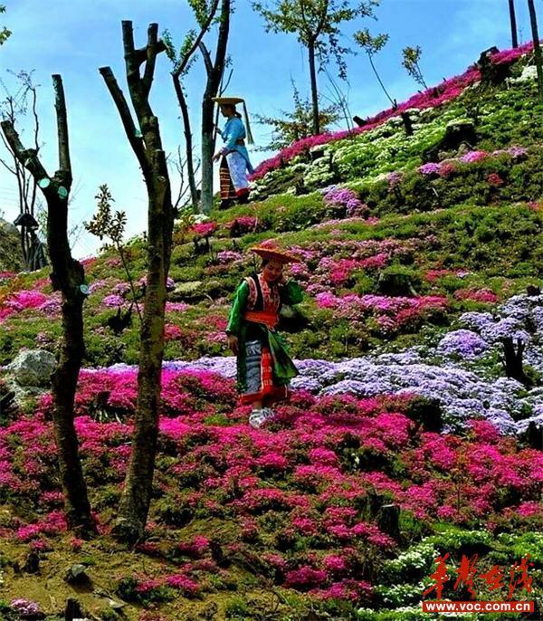 隆回建设邵阳地区最大花卉观光园 将成4A级度