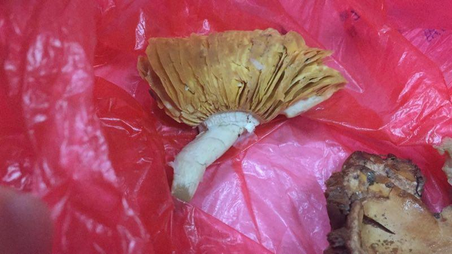 11位民工误食蘑菇集体中毒,快看什么是毒蘑菇