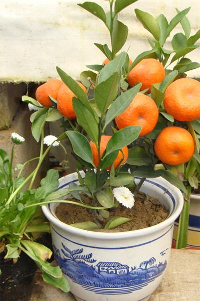 盆栽柑橘