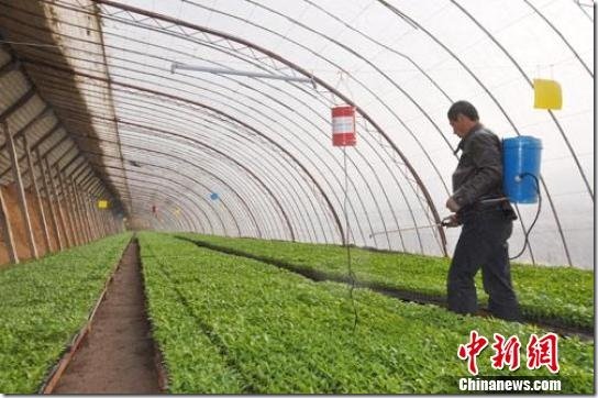 莫非反季节蔬菜就不安全吗?