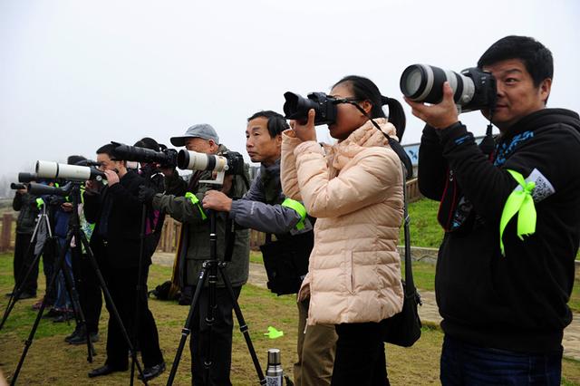 活动刷屏美国人steven的微信朋友圈后,第八届洞庭湖(岳阳)国际观鸟节