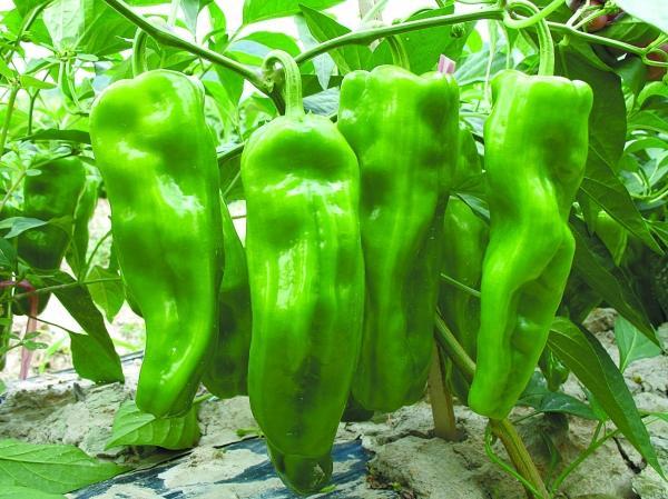 湖南每年人均吃辣椒超10公斤 吃辣可降低早逝率