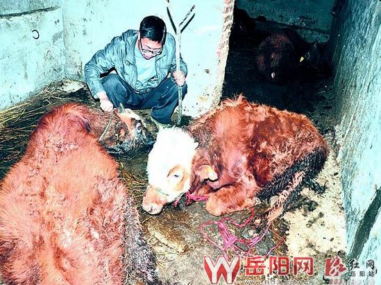 岳阳一乡11头肉牛离奇死亡 或因注射灭虫剂 --