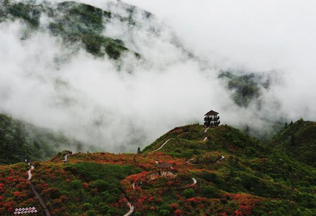 [一日游]长沙出发:浏阳大围山赏杜鹃花_大湘网_腾讯网