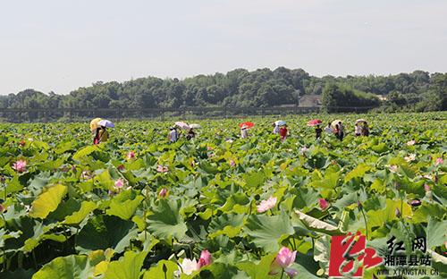 湘潭县:明人不说暗话 我想荷你约会