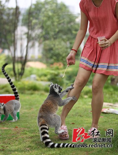 游人乱喂食 长沙生态动物园关闭节尾狐猴岛喂