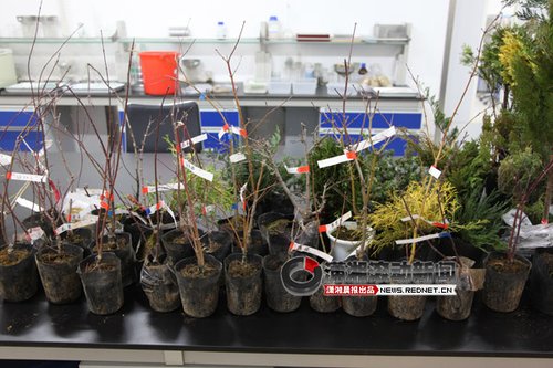 湖南截获53株日本邮寄盆景 查出两种有害生物