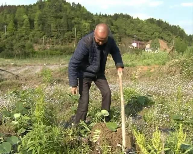 浏阳八旬老人10万斤芋头滞销 可去比一比超市