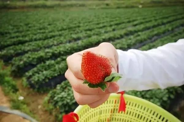 2016年长沙哪里能摘草莓 摘草莓做草莓攻略