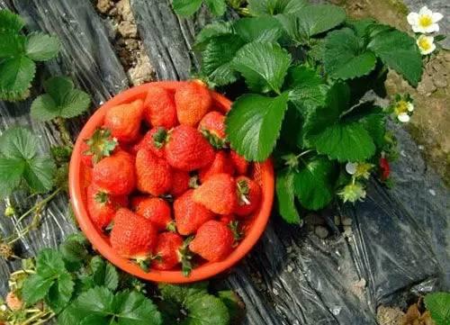 2016年长沙哪里能摘草莓 摘草莓做草莓攻略