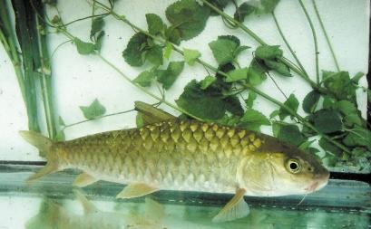 近30年湘江5种鱼绝迹 曾有鱼类159种如今成标本