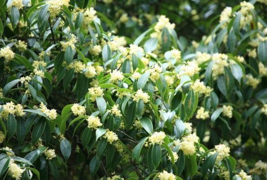 怀化现野生山桂花群落 最大株胸径26cm盛花如雪