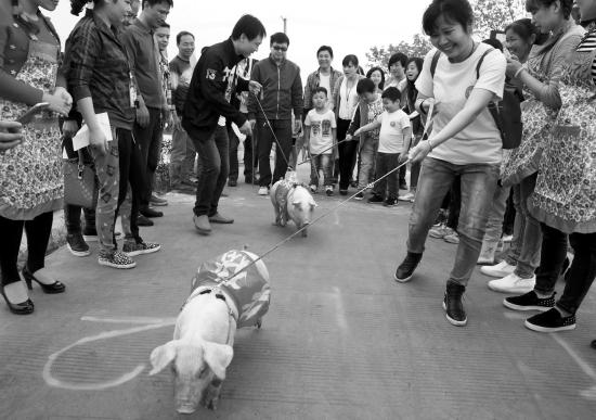 衡阳举行趣味运动会 现场亲子合力赶猪跑