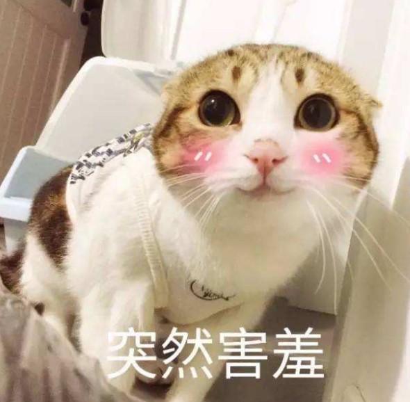 美好生活指南-猪猪女小编逛遍长沙发现的这9件