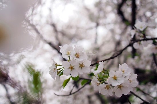 株洲樱花文化节开幕 8000株美娇娘扮靓石峰公园