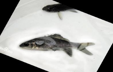 近30年湘江5种鱼绝迹 曾有鱼类159种如今成标本