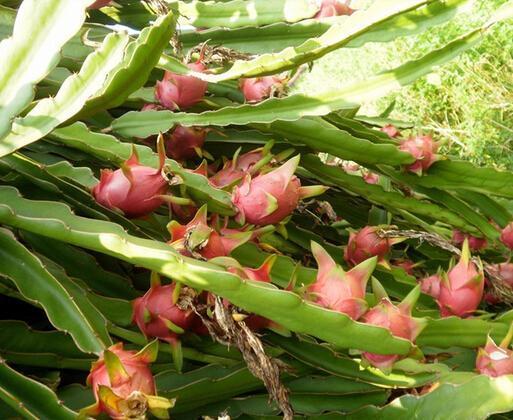 火龙果竟这样长成的 颜值那么高居然如杂草