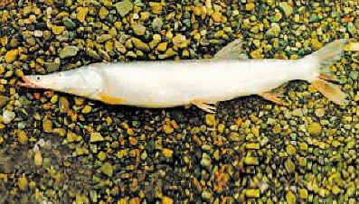 近30年湘江5种鱼绝迹 曾有鱼类159种如今成标本