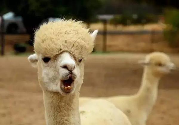 云顶星河宠物嘉年华欢乐来袭_大湘网_腾讯网