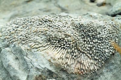 桂阳发现古生物化石群 距今至少已有1.9亿年_大湘网_腾讯网