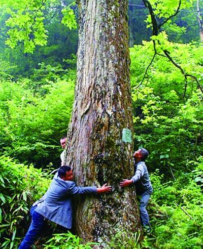 青钱柳古树王需3人才能合抱。饶兴军 摄