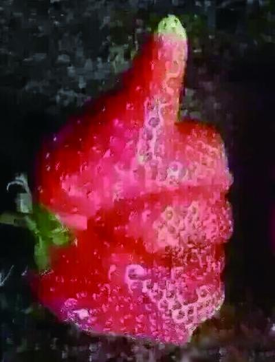 永州网友发现酷似大拇指草莓 自称正能量爆棚