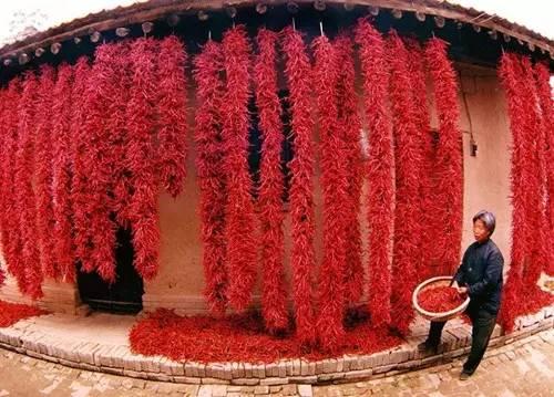 辣椒传入中国前 湖南人都在吃什么