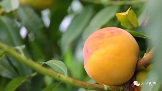 湘潭湘乡花果山吸引10万游客踏青赏花