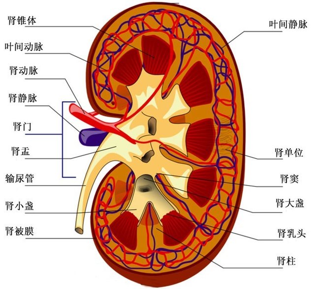 <em>尿毒症早期症状</em>表现_大湘网_腾讯网