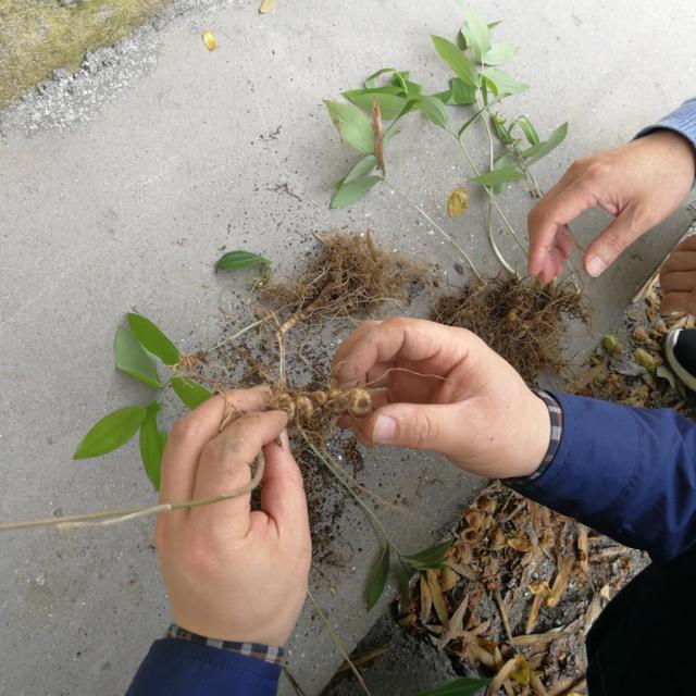 前瞻性科考走进“天岳黄精” 加快农民脱贫致富的步伐