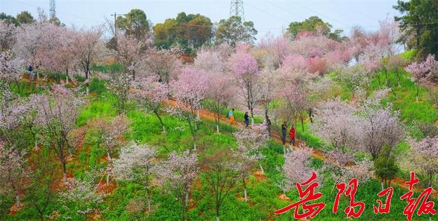 岳阳森林生态博览园樱花盛开迎春来