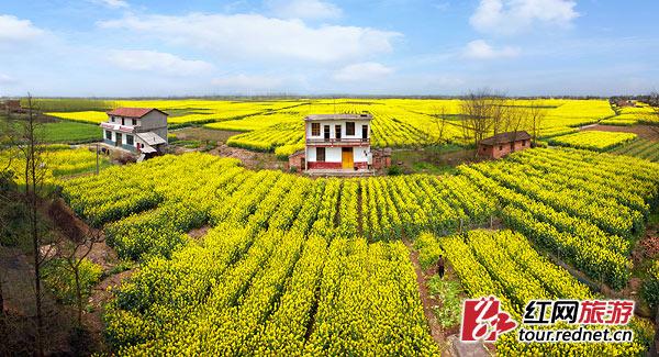 益阳罗文村油菜花海,一眼万金.倪灿辉 摄