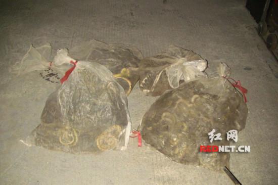 湖南一客车货物箱藏300条野生蛇 含银环蛇等毒蛇高清图片