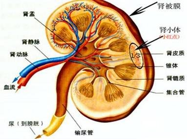 <em>尿毒症早期症状</em>_大湘网_腾讯网