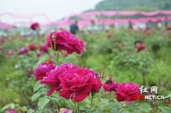 为带动村民致富，邵阳农民李南新建千亩观光玫瑰园产业。玫瑰园每到四五月份，园内十分热闹，游人络绎不绝。