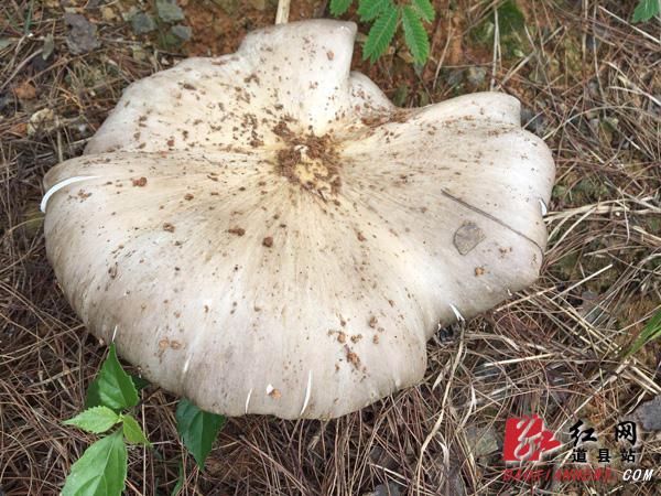 永州道县发现野生天鹅菌王 重320克直径27厘